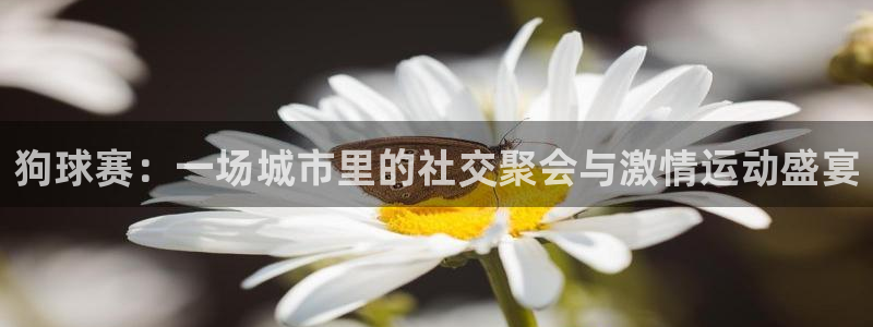 意昂官网注册平台：狗球赛：一场城市里